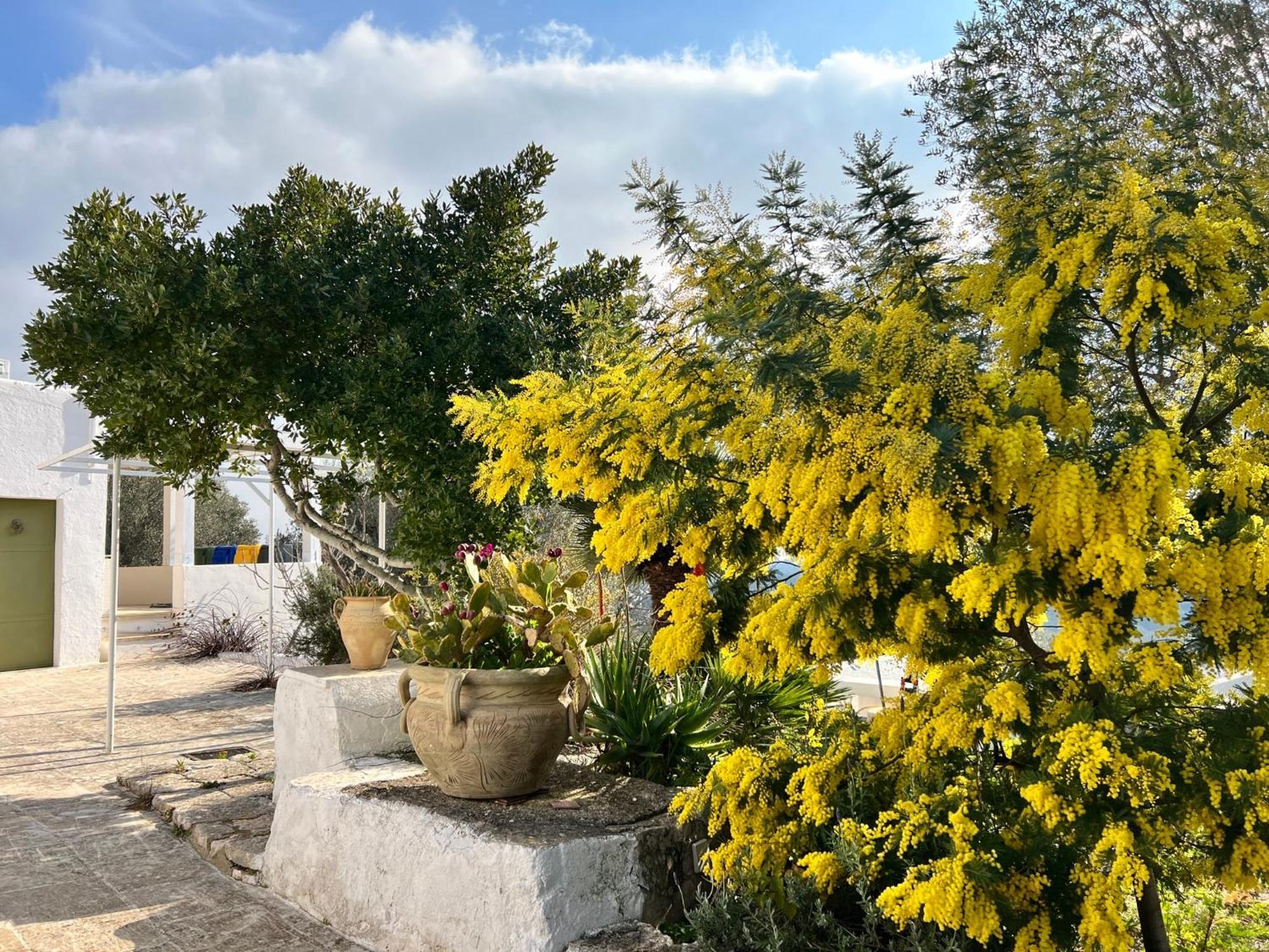 Syconium Trullo And Lamia Gea Charme And History Hotell Ostuni Exteriör bild